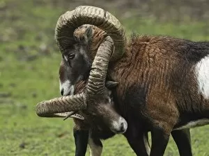 Images Dated 19th October 2010: Mouflon Sheep - Rams fighting getting their horns stuck - Germany