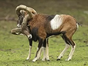 Mouflon Sheep - Rams fighting getting their horns stuck