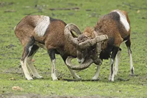 Mouflon Sheep - Rams fighting getting their horns stuck - Germany