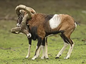 Mouflon Sheep - Rams fighting getting their horns stuck - Germany