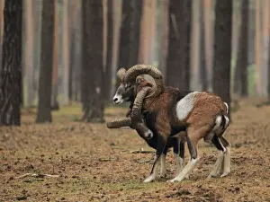 Mouflon Sheep - Rams fighting getting their horns stuck - Germany