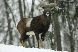 Mouflon Sheep - Young ram, on alert in snow covered woodland in winter Lower Saxony, Germany