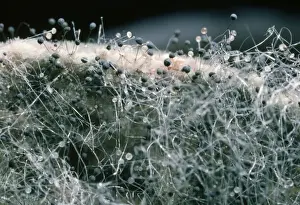 Bread Prints: Mould - on bread