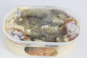 Mould / mold growing on surface of food left in plastic dish