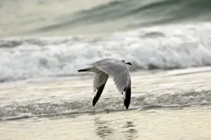 Moulting Prints: Moulting adult Audouins Gull In flight - Southern Spain September