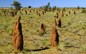 Termites Prints: Mounds of termite - Tanami Desert, Northern Territory, Australia JLR07855
