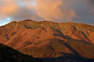 Mount Bogong JLR 50 Bogong high plains, North East Victoria, Australia © Jean-Marc La-Roque / ardea. com