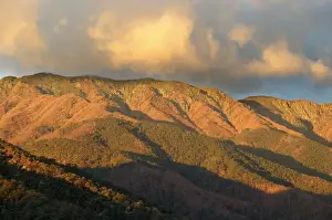 Timber Line Prints: Mount Bogong JLR 52 Bogong high plains