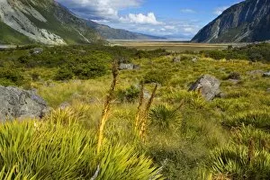 Mount Cook National Park - view from the entrance of Hooker valley towards lake Pukaki with faded speargrass in
