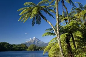 Mount Egmont lake, tree ferns and perfectly cone-shaped volcanoe Mt Egmont also called Mt Taranaki Taranaki, North Island, New Zealand