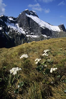 Lilies Gallery: Mount Elliot and Mount Cook Lilies at MacKinnon