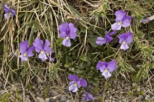 Pansy Prints: Mount Etna Violet (pansy), Viola aetnensis. On Mt. Etna, Sicily