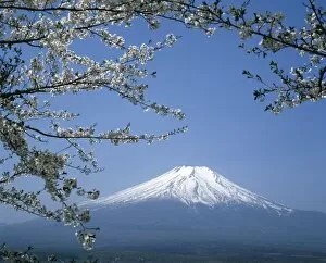 Fruit Gallery: Mount Fuji