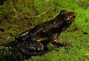 Extinct Collection: Mount Glorious torrent / Southern day frog