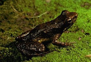 Images Dated 25th July 2006: Mount Glorious torrent / Southern day frog