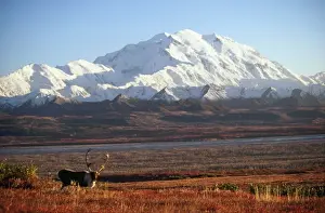 Mount McKinley - with Reindeer / Caribou in the foreground. Alaska, USA