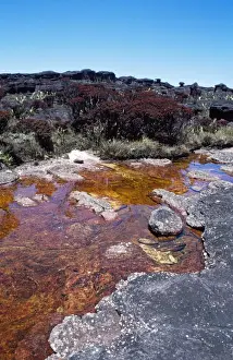 Venezuela Prints: Mount Roraima summit: blackwater river and Bonnetia roraimae
