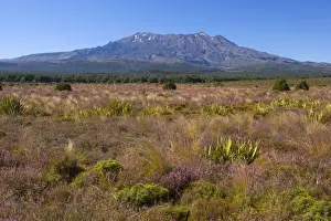 Mount Ruapehu blooming heather in autumn with Mount Ruapehu, which is the highest mountain on the North Island, rising up out of the plains Tongariro National Park, Tongariro World Heritage Area, North Island, New Zealand