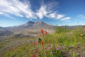 Images Dated 3rd May 2006: Mount St Helens volcano with flowers in foreground Mount St Helens National Monument Washington