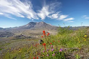 Cloud Prints: Mount St Helens volcano with flowers in foreground Mount St Helens National Monument Washington State