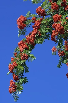 Images Dated 12th September 2006: Mountain Ash or Rowan Tree - ripe berries on tree in autumn, Hessen, Germany