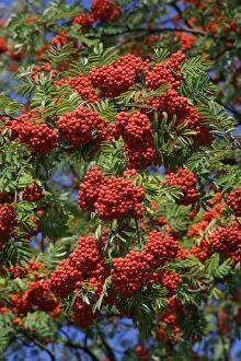 Images Dated 12th September 2006: Mountain Ash or Rowan Tree - ripe berries on tree in autumn, Hessen, Germany