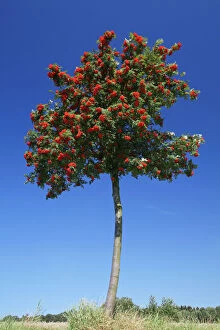 Images Dated 6th August 2007: Mountain Ash / Rowan Tree- with ripened berries, Lower Saxony, Germany