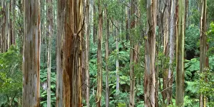 Ashes Prints: Mountain Ash - Tarra-Bulga National Park, East Gippsland, Victoria, Australia JLR07613