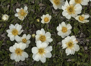 Blooms Gallery: Mountain avens, Dryas octopetala in full flower on limestone pavement.     Date: 15-Apr-19