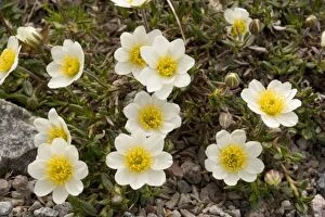 Images Dated 16th May 2006: Mountain Avens, (Dryas octopetala var. integrifolia) north American form