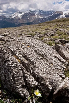 Images Dated 14th July 2010: Mountain Avens among Fossil coral on Parker Ridge, Banff National Park, Rockies, Canada