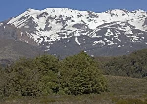 Mountain beech forest and moorland, in the Tongariro National Park