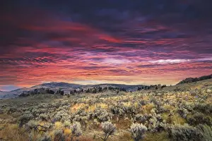 Yellowstone Prints: Mountain big sagebrush at sunrise