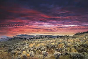 Images Dated 29th December 2021: Mountain big sagebrush at sunrise, Lamar Valley, Yellowstone National Park, Wyoming Date: 19-09-2020