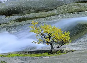 Birches Prints: Mountain birch growing amidst polished rocks near Nigardsbreen glacier Jostedalsbreen National Park