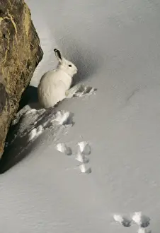 Mountain / Blue Hare ED 711 Swiss Alps Lepus timidus © Eric Dragesco / ARDEA LONDON