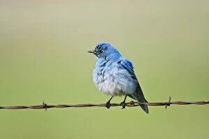 Images Dated 8th June 2011: Mountain Bluebird