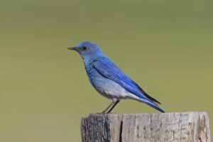 Images Dated 2nd July 2010: Mountain Bluebird - adult male in summer - July in Wyoming - USA