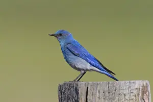 Mountain Bluebird - adult male in summer - July in Wyoming - USA