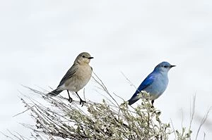 Mountain Bluebird - male and female sitting on