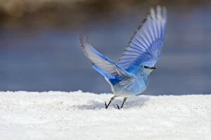 Mountain Bluebird - male in flight on late melting snowbank
