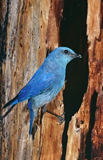 Mountain Bluebird - Male. At nest