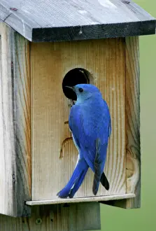 Home Prints: Mountain Bluebird male at nest box Wyoming, USA