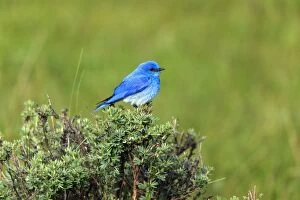 Bluebirds Gallery: Mountain Bluebird - male perched on bush Yellowstone