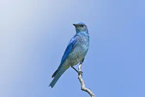Mountain Bluebird male, Sialia currucoides. Washington in July