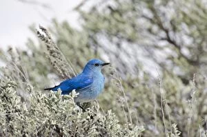 Mountain Bluebird - male sitting in sagebush