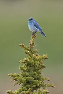 Bluebirds Gallery: Mountain Bluebird - Sialia currucoides - Perched