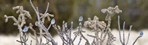 Mountain Bluebird - in winter