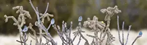 Bluebird Prints: Mountain Bluebird - in winter. New Mexico in January