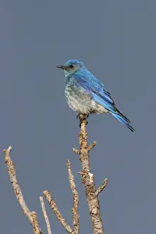 Sialia Prints: Mountain Bluebird Yellowstone National Park, Wyoming, USA